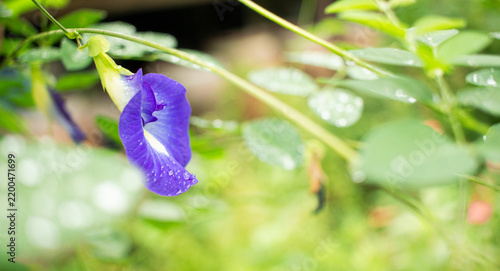 Purple Butterfly pea flower and blur green nature background