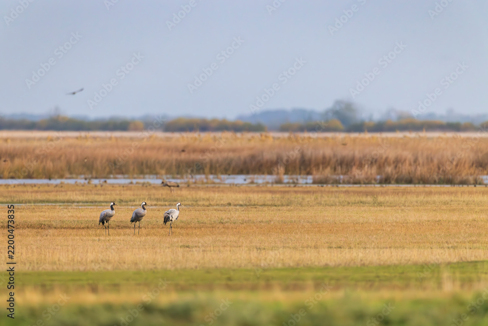 Obraz premium Flock of birds, Common Crane, migration in Hortobagy National Park, UNESCO World Heritage Site, Puszta is one of largest meadow and steppe ecosystems in Europe, Hungary