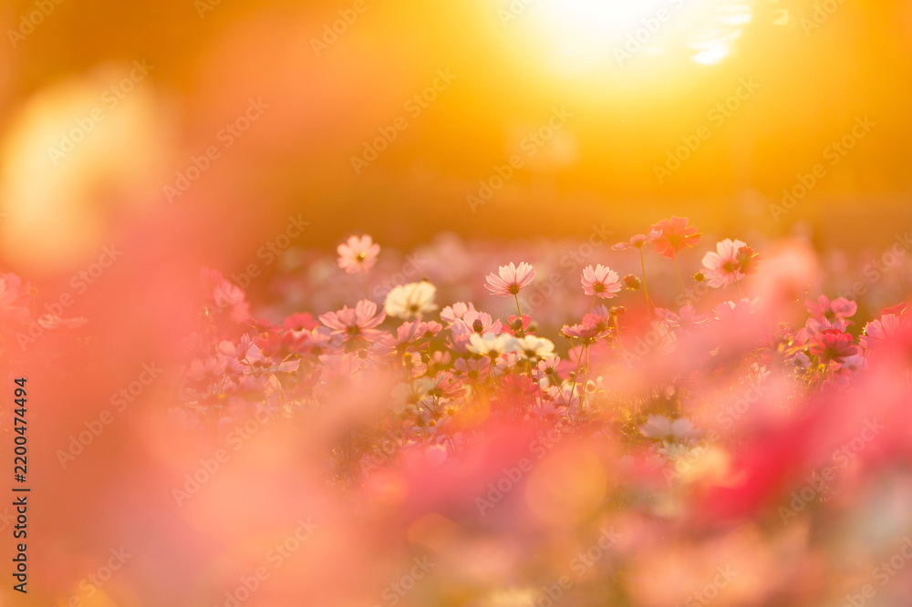 Fototapeta premium 黄昏秋桜