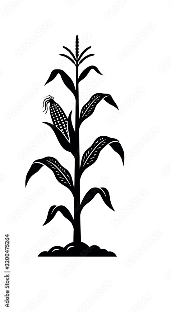 Obraz premium Single corn stalk with an ear of corn growing on it.