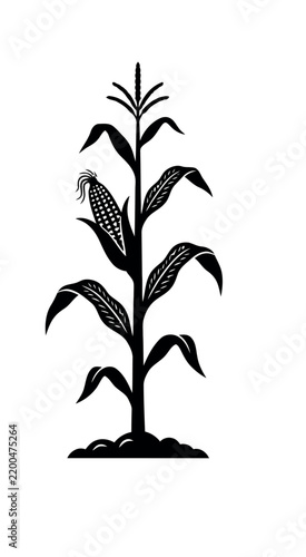 Single corn stalk with an ear of corn growing on it.