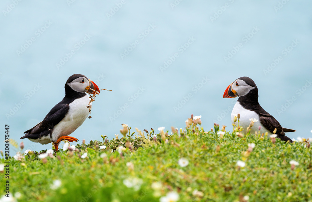 Fototapeta premium Atlantic puffin with flower stem in beak, bringing nesting material to its partner seabird who is waiting at nest. Aqua blue sea in background. Saltee Islands, Wexford, Ireland
