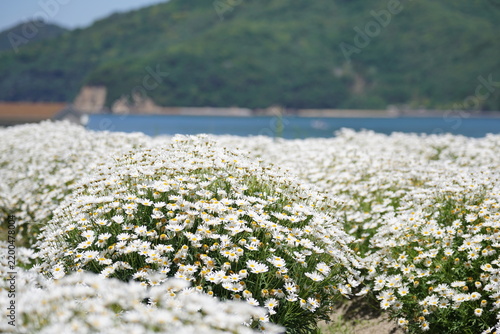 White flower field with sea and green mountains in the background