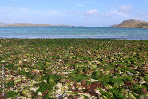 Algen am Strand von Vatersay, Äußere Hebriden