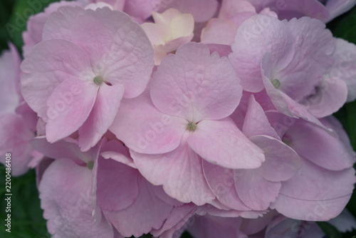 close up of pink hydrangea flowers