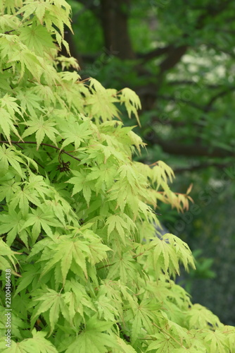 close up of a maple leaves