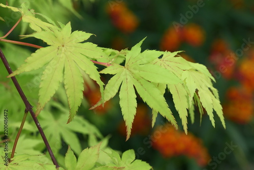 green maple leaves
