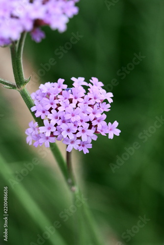 Verbena vervain purple flowers in the garden