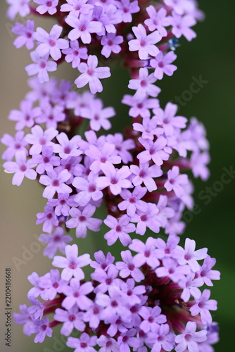Verbena vervain purple flowers in the garden