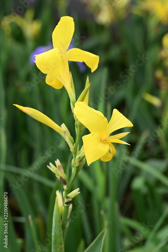Canna lily yellow flower