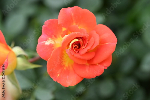 red rose in garden