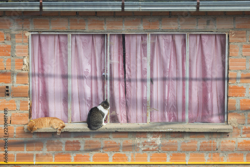 Two cats are on the windowsill of a untidy window with brick walls. One of the cats is lying down, while the other is sitting. The window features bright pink curtains.