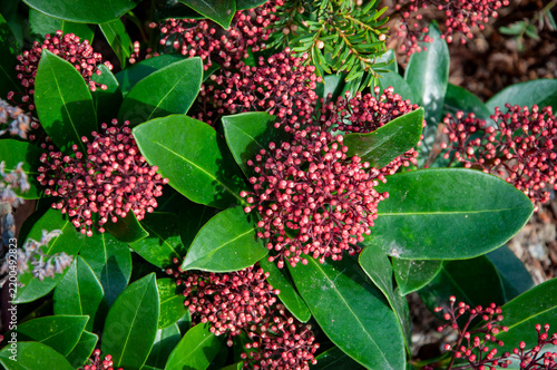 Autumn nature and plant. Fall skimmia flower. Autumnal skimmia bloom in park. Autumn flowers. Skimmia blooms. Flowers of seasonal planting. Fall seasonal with autumnal nature