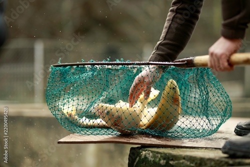 Fotografie Elite fishing techniques highlight Romanian traditions while showcasing local cu
