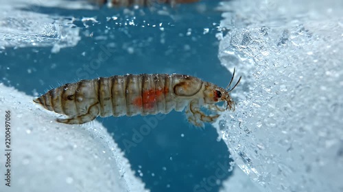 Macro view of amphipod crustacean on melting ice.