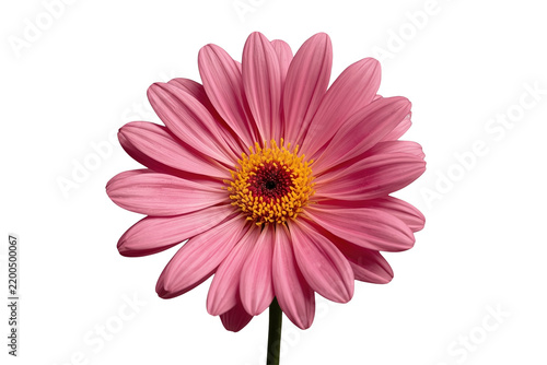 Deep Pink Gerbera Flower On Short Stem