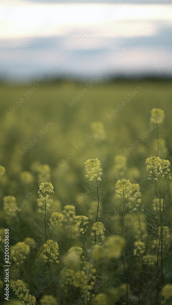 Obraz premium Yellow rapeseed flowers covering a green field under soft cloudy evening light, calm rural agricultural landscape.
