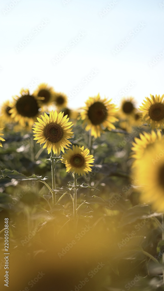 Obraz premium Vast field of blooming sunflowers under bright summer sky with golden petals and green foliage.