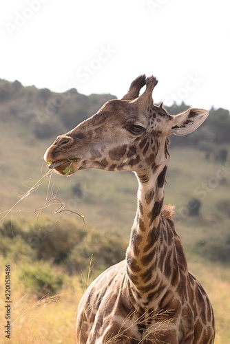 Canvas Print giraffe face eating