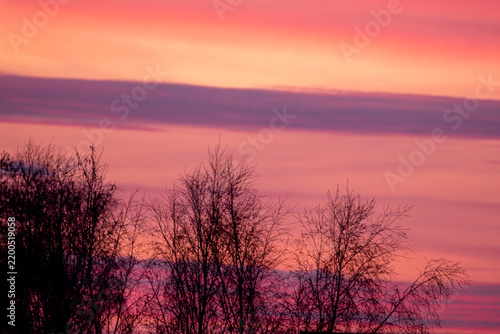 Sunset over trees with pink and purple sky in evening light