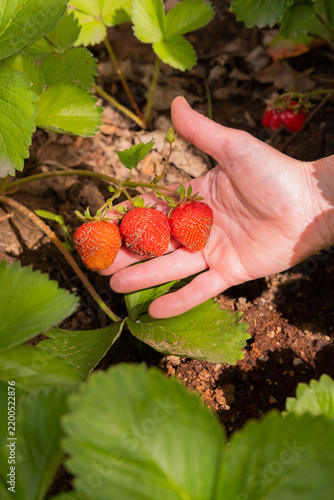 Hands holding ripe strawberries in a garden during daylight hours