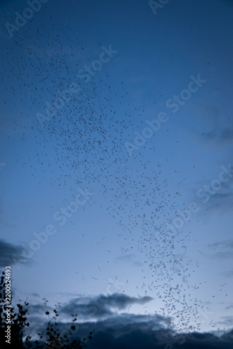 Swarm of insects takes flight at dusk in a clear sky over a forested area