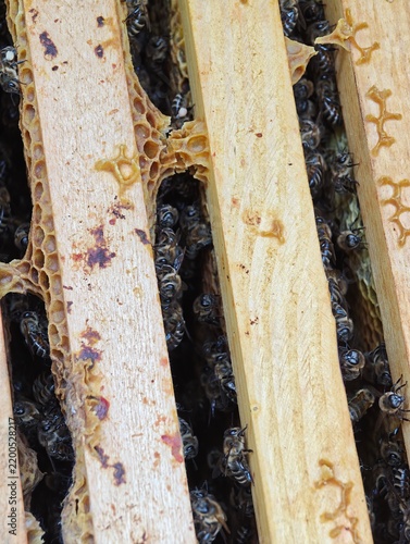Close up view of honeybees clustering between wooden frames inside a beehive box, revealing natural wax comb structures and busy bee colony during professional apiculture work.
