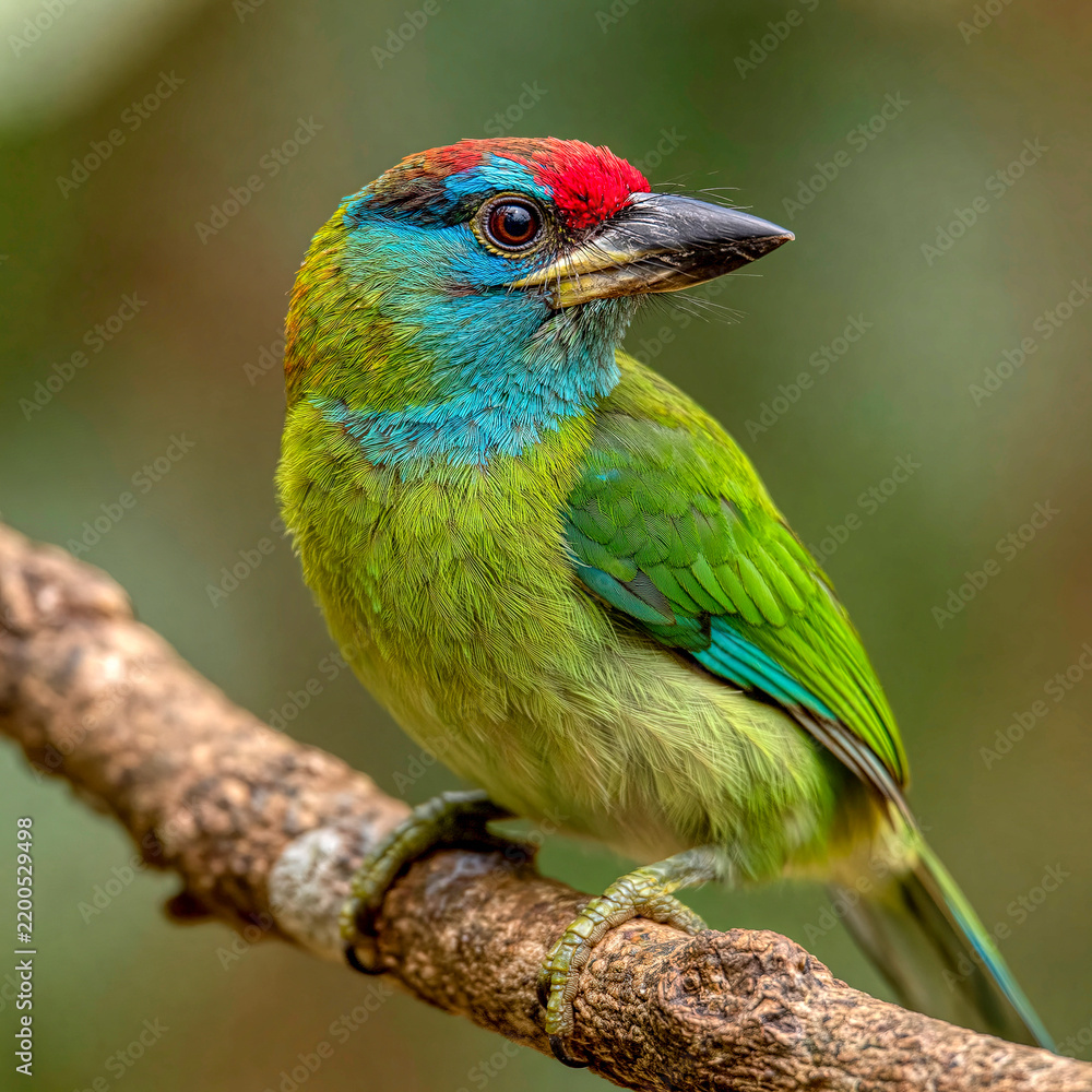 Obraz premium Blue throated barbet