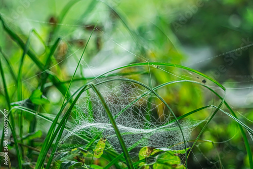 Early autumn. Autumn spiderwebs against a blurred background.