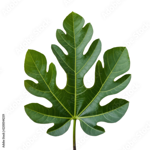 Fresh fig tree leaf with detailed green veins isolated on a transparent background