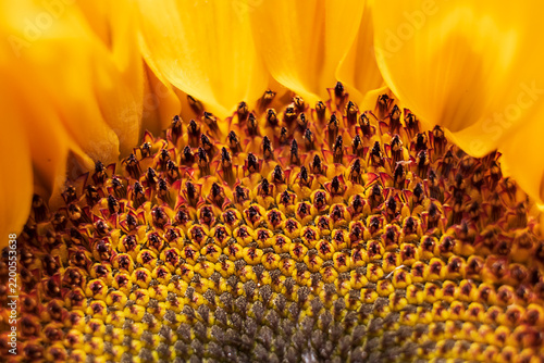 Extreme macro of sunflower center with intricate yellow and brown pattern