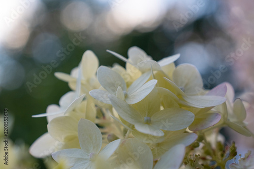 White hydrangea flowers in soft natural light with blurred background