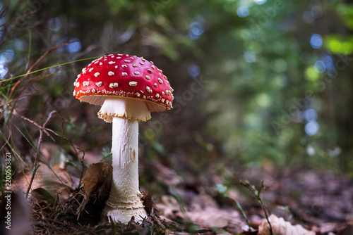 Mature red fly agaric mushroom in forest with green bokeh and copy space