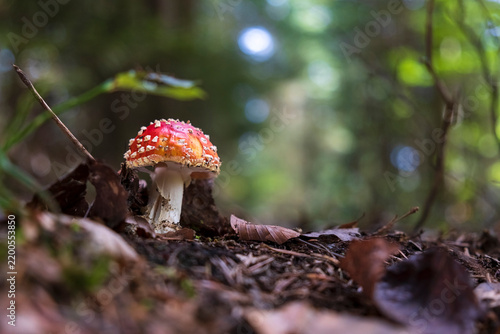 Young fly agaric mushroom on forest floor with large copy space