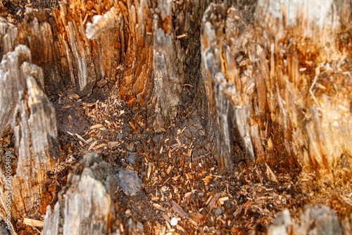 Foto Detailed view of an old, rotten tree stump showing natural decomposition and texture