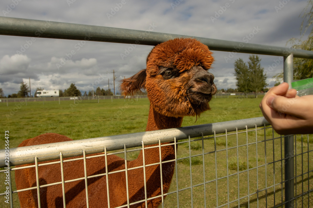 Fototapeta premium A young brown Alpaca being fed through a fence on an Alpaca Farm