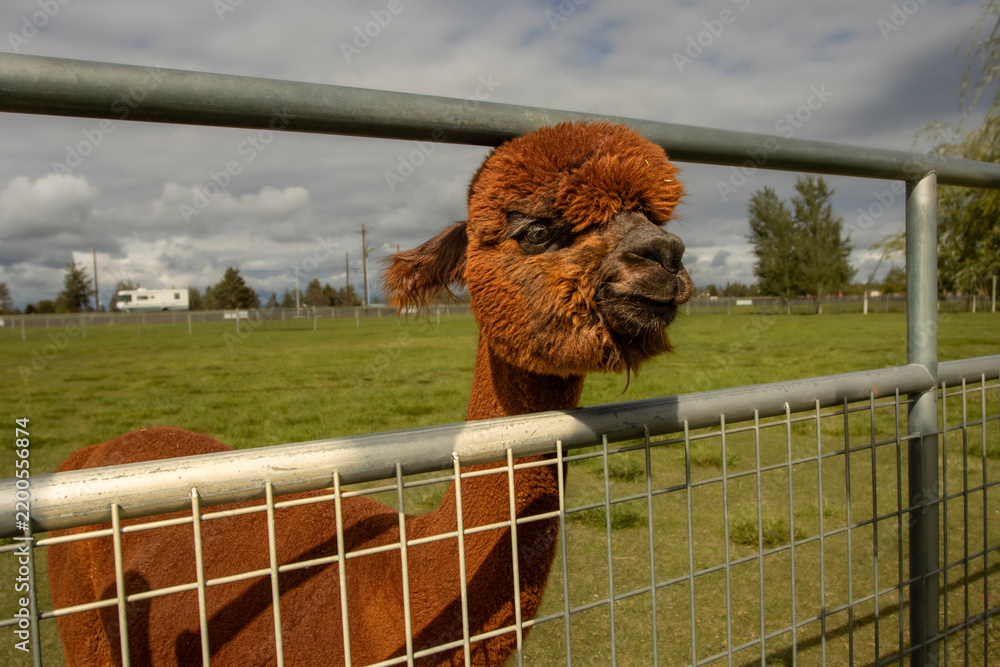 Obraz premium Close up of a young brown Alpaca looking through a fence