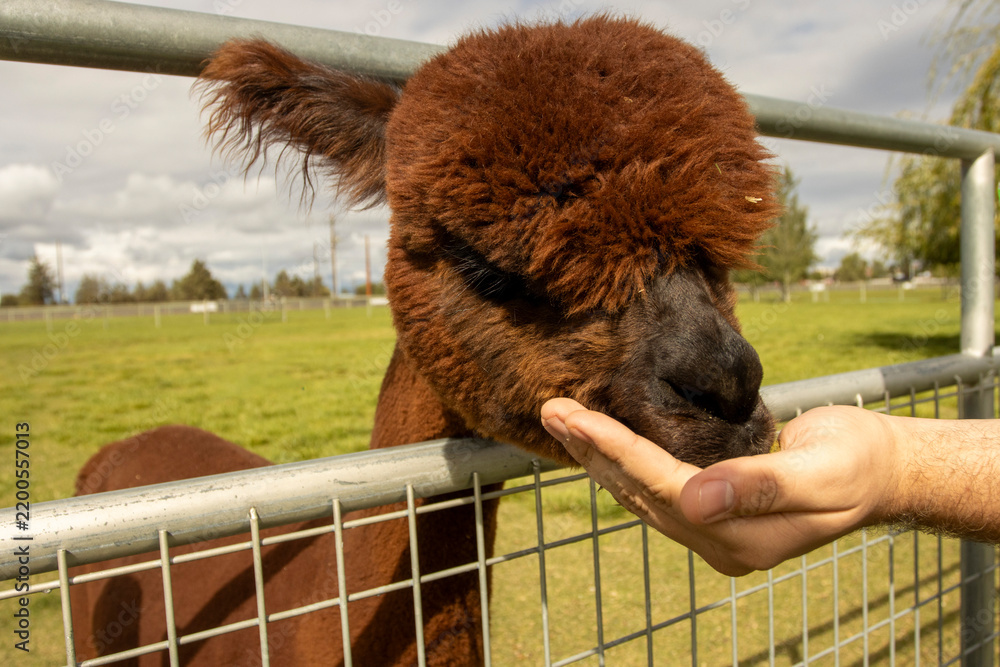 Fototapeta premium A young brown Alpaca being fed through a fence on an Alpaca Farm