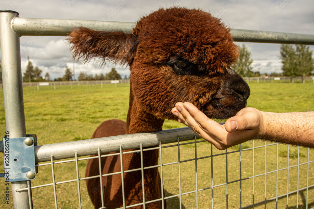 Obraz premium A young brown Alpaca being fed through a fence on an Alpaca Farm
