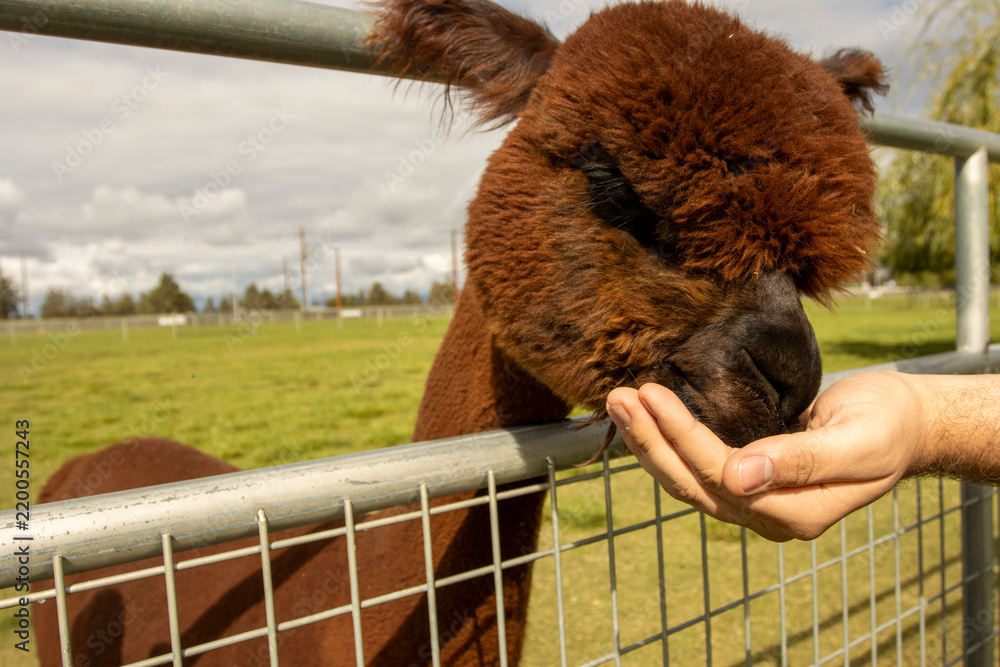 Obraz premium A young brown Alpaca being fed through a fence on an Alpaca Farm