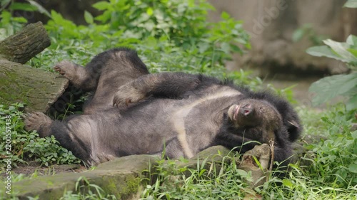 Asiatic Black Bear Sleeping on Back in Relaxed Position