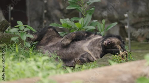 Asiatic Black Bear Sleeping on Back in Grass