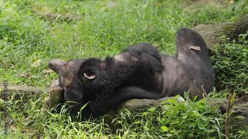 Asiatic Black Bear Resting on Grass and Looking Toward Camera