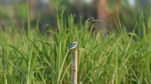 Collared Kingfisher perched calmly on a weathered bamboo pole, with windblown sugarcane leaves creating a natural tropical backdrop in soft outdoor light.