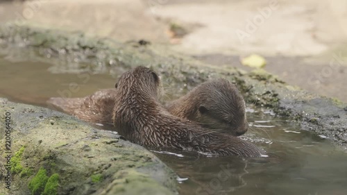 Two Otters Playing and Wrestling Together in Water