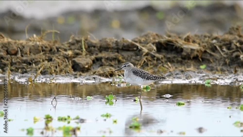 Wood Sandpiper (Tringa glareola) standing gracefully in a shallow muddy puddle, displaying spotted brown plumage and long legs amid rustic field vegetation and weeds.