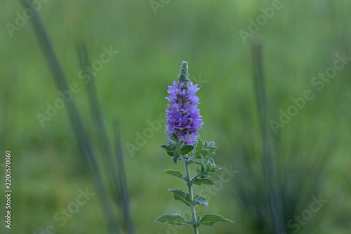 a lavender flower