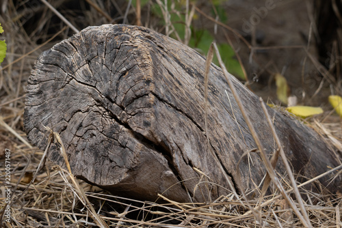 tree stump in the forest