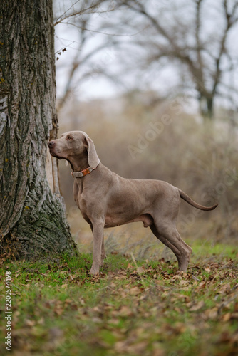 фотографія An alert Weimaraner dog stands in a grassy field at sunset, wearing a green collar, showcasing elegant poise in a serene natural landscape