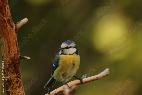 The Swedish bird 